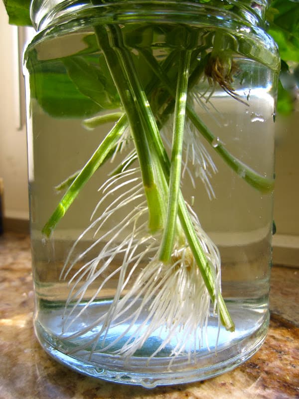 hvordan man dyrker basilikum fra en skæring