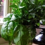 BUONA IDEA! (Good Idea!): How to Keep Fresh Basil and Parsley in Your Kitchen Year Round
