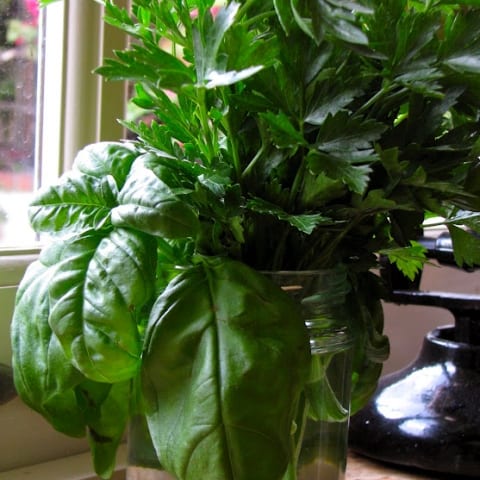 How to Grow Basil from a Cutting