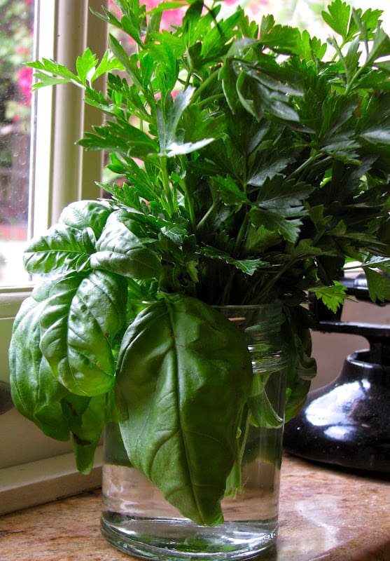 How to Grow Basil from a Cutting