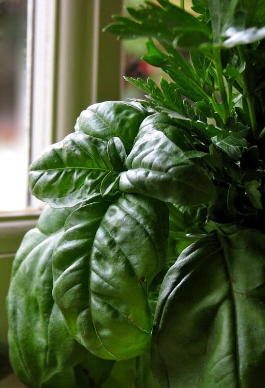 How to Grow Basil from a Cutting