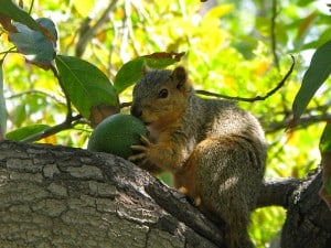 squirrel holding an avocado on a tree branch
