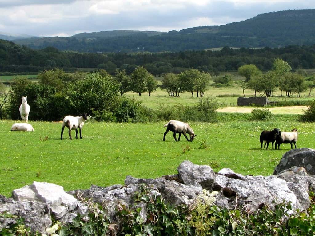 sheep and llamas in England