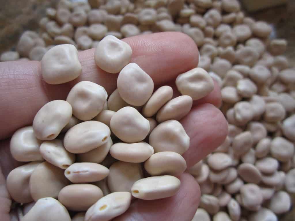 handful of dried lupini beans
