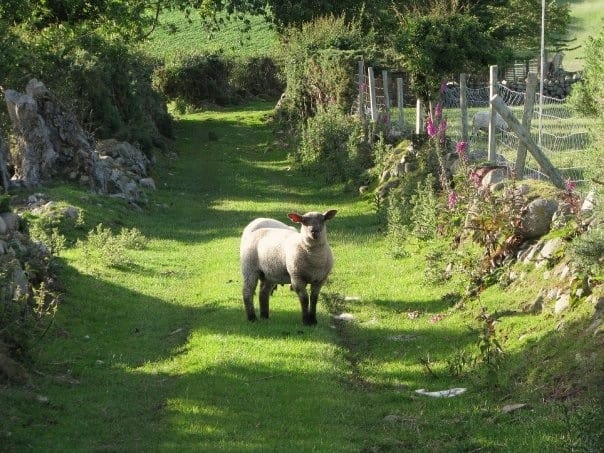 sheep in Ireland down a lane