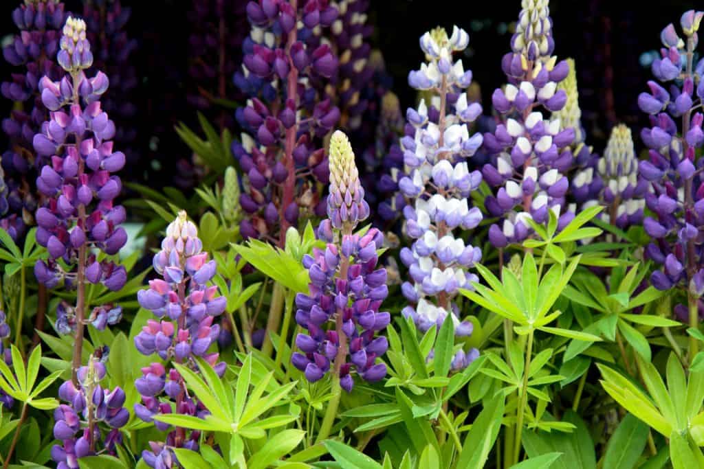lupins flowers