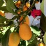 How to Eat a Kumquat – The Strangely Counterintuitive Thing to do to Make it as Sweet as Candy!