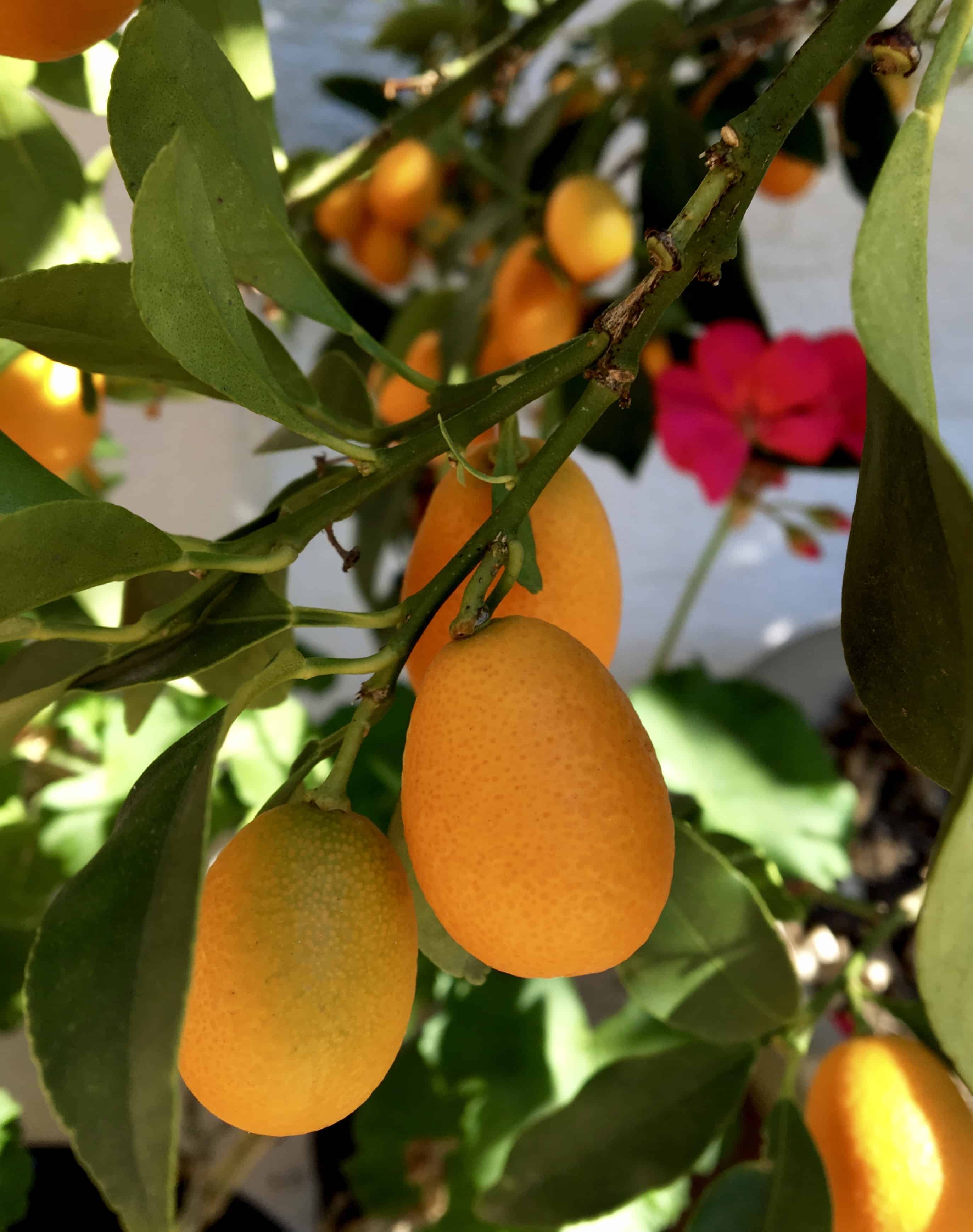 kumquats on a tree