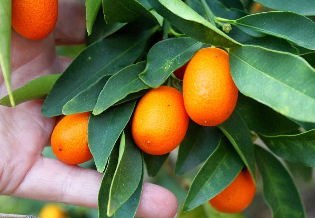 How to Eat a Kumquat The Strangely Counterintuitive Thing to do to