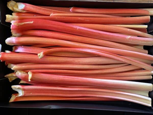 beautiful rhubarb from Melissa's Produce