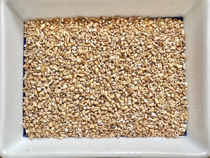 toasted oats