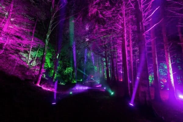 Enchanted Forest purple 2022 Enchanted Forest purple 2022