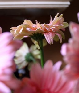 Revived Gerbera daisy