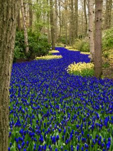 rhine amawaterways keukenhof
