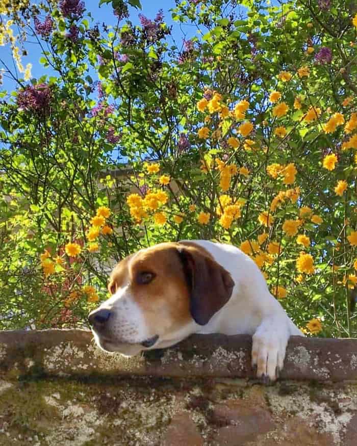 Dog on a wall in Riquewihr, France