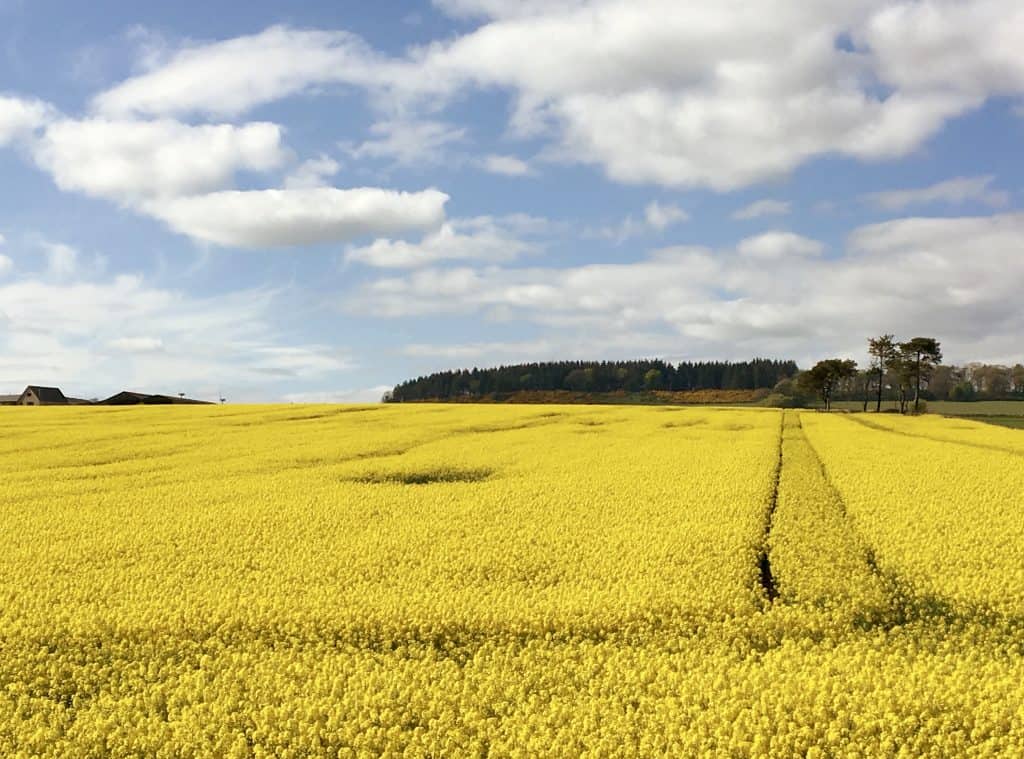 Rape field (canola) in Scotland