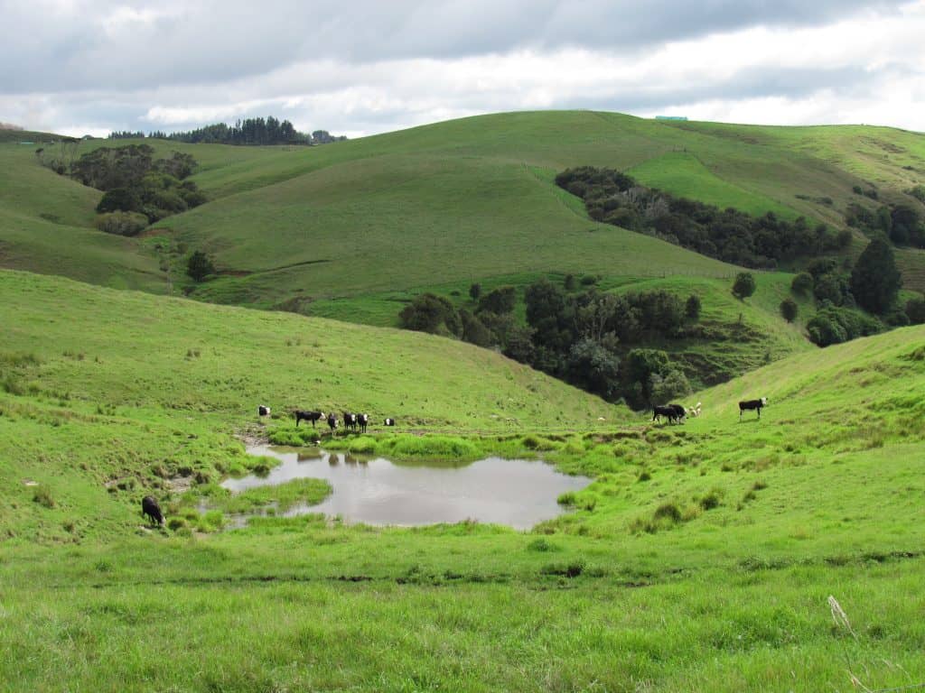 Countryside in New Zealand with cows