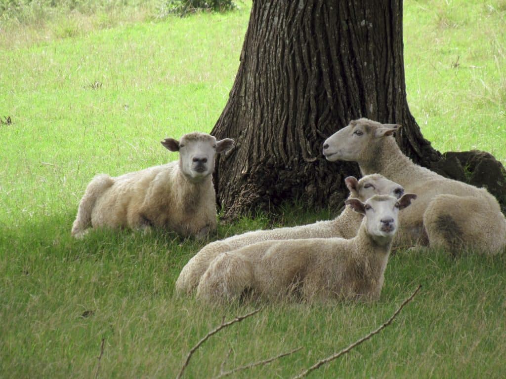 sheep in New Zealand