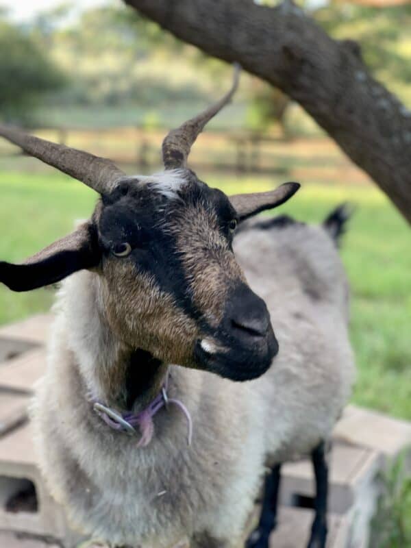 goat with black face