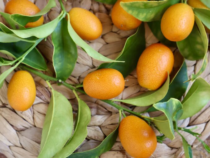 kumquats in a basket kumquats off the tree