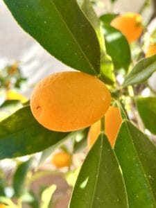 kumquat