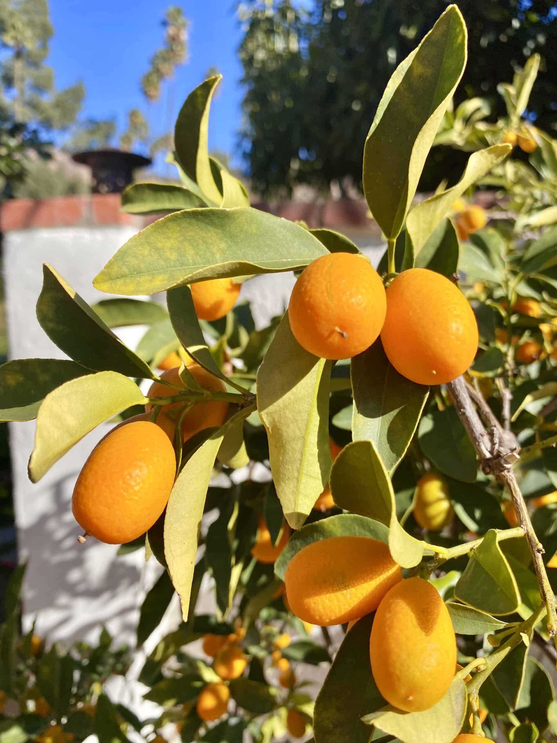 kumquats on a tree