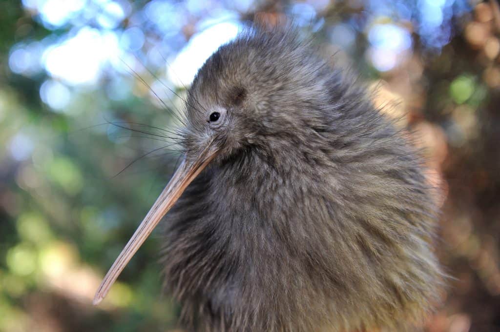 kiwi bird at Te Puia