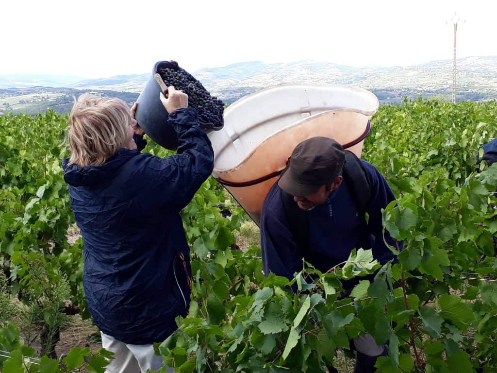 grape picking in Sarcey