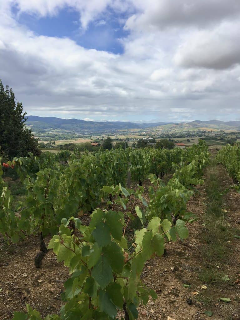 Agamy vineyard Sarcey