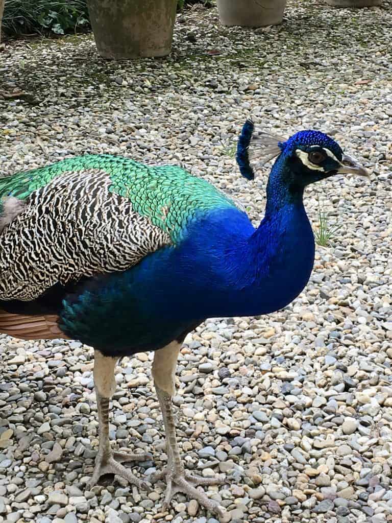 Peacock on Verdi's estate