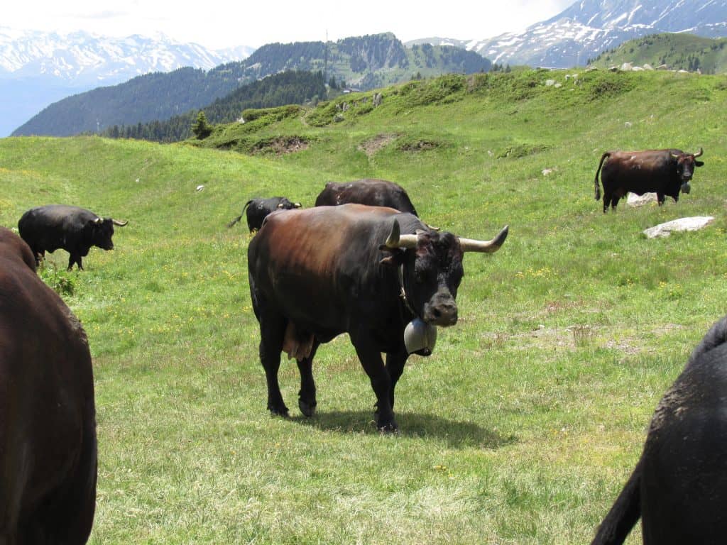 Herens cattle in the Valais region