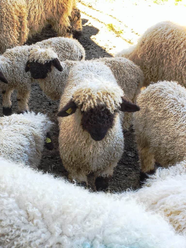 Black nosed Valais sheep