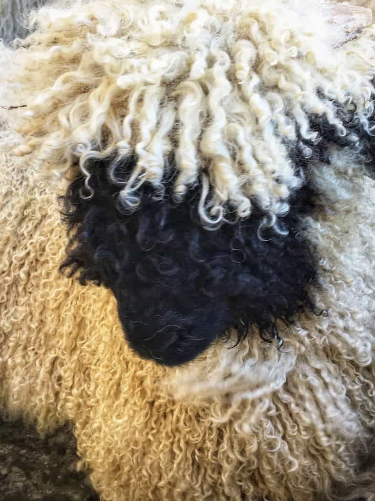 visit Zermatt anytime and see the Black Nose Valais sheep