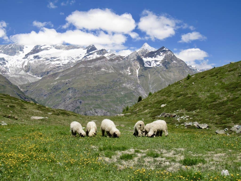 Black nose Valais sheep grazing