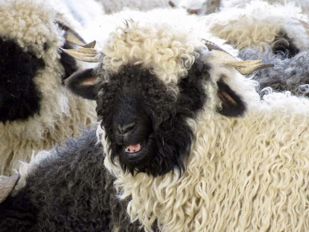 visit Zermatt anytime and see the Black Nose Valais sheep