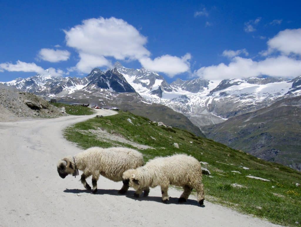 visit Zermatt anytime and see the Black Nose Valais sheep