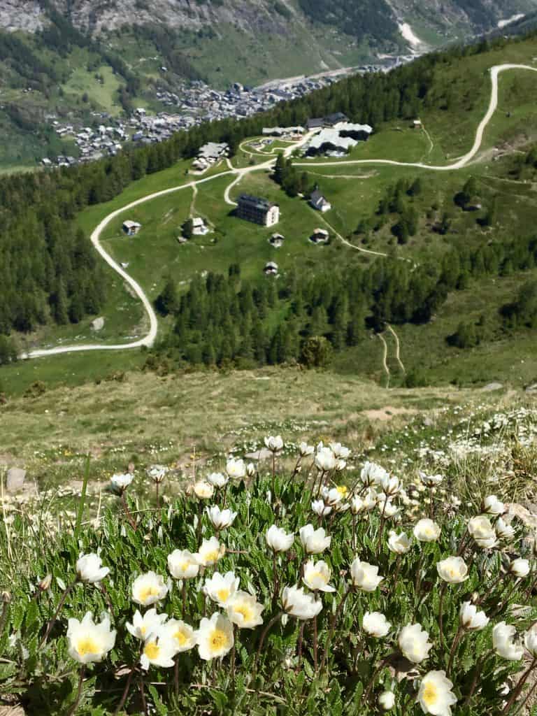 wildflowers and Zermatt