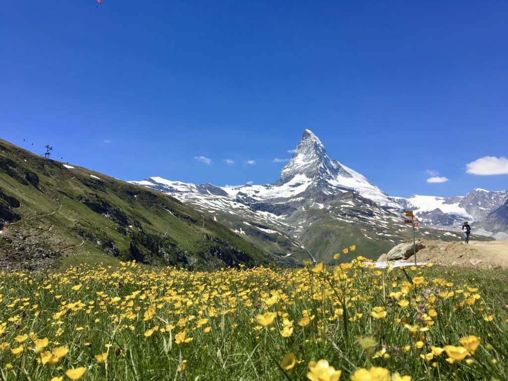 Matterhorn and wildflowers