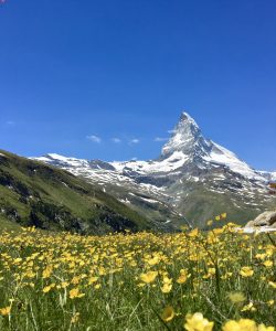 Matterhorn and wildflowers