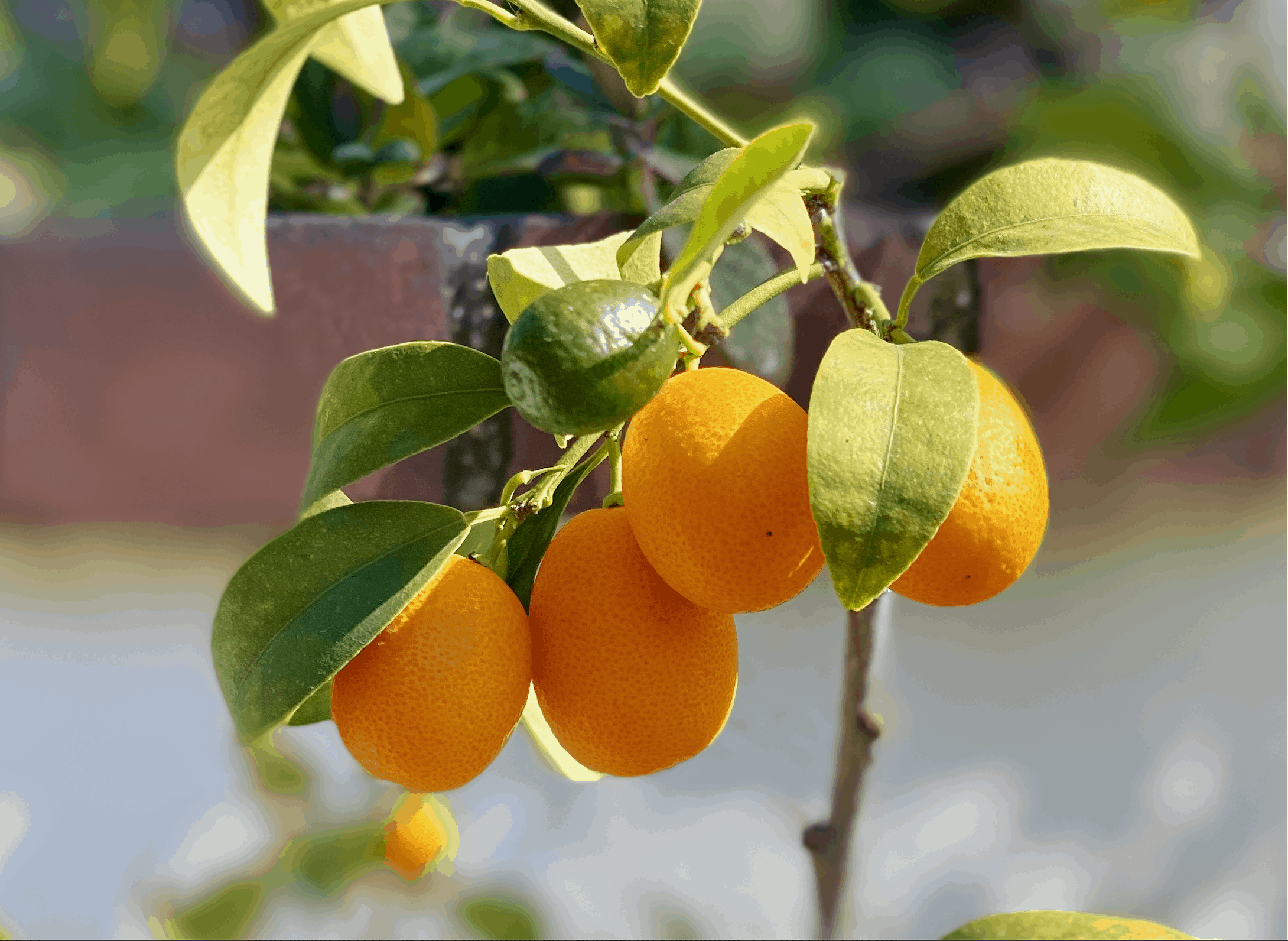 kumquats on a tree