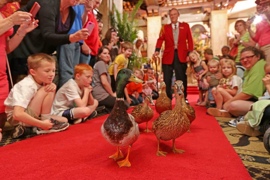 The Peabody Ducks