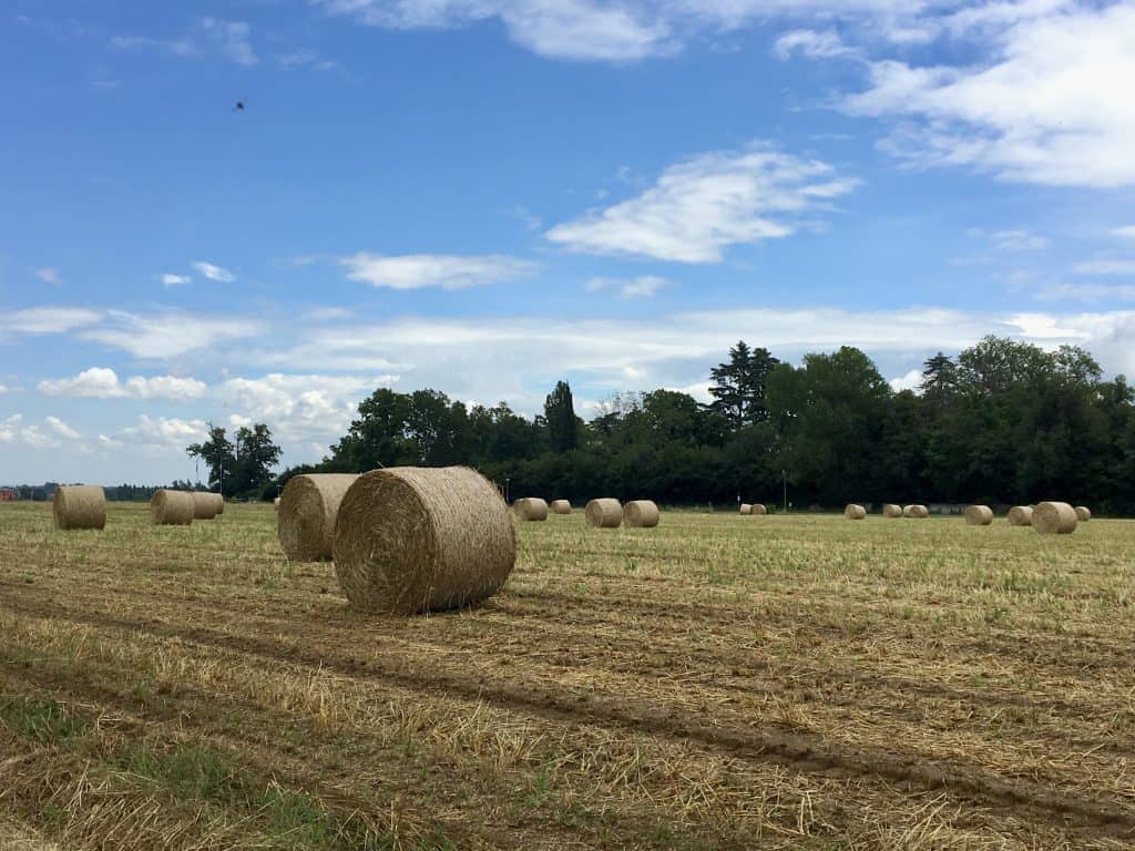 View of hay in a field