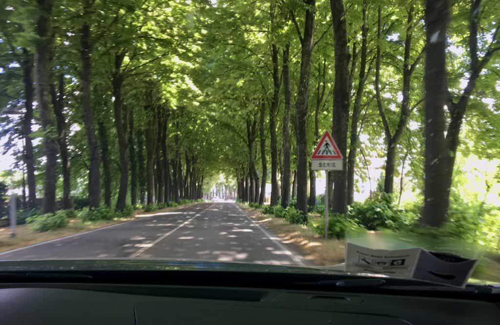 Tree lined road