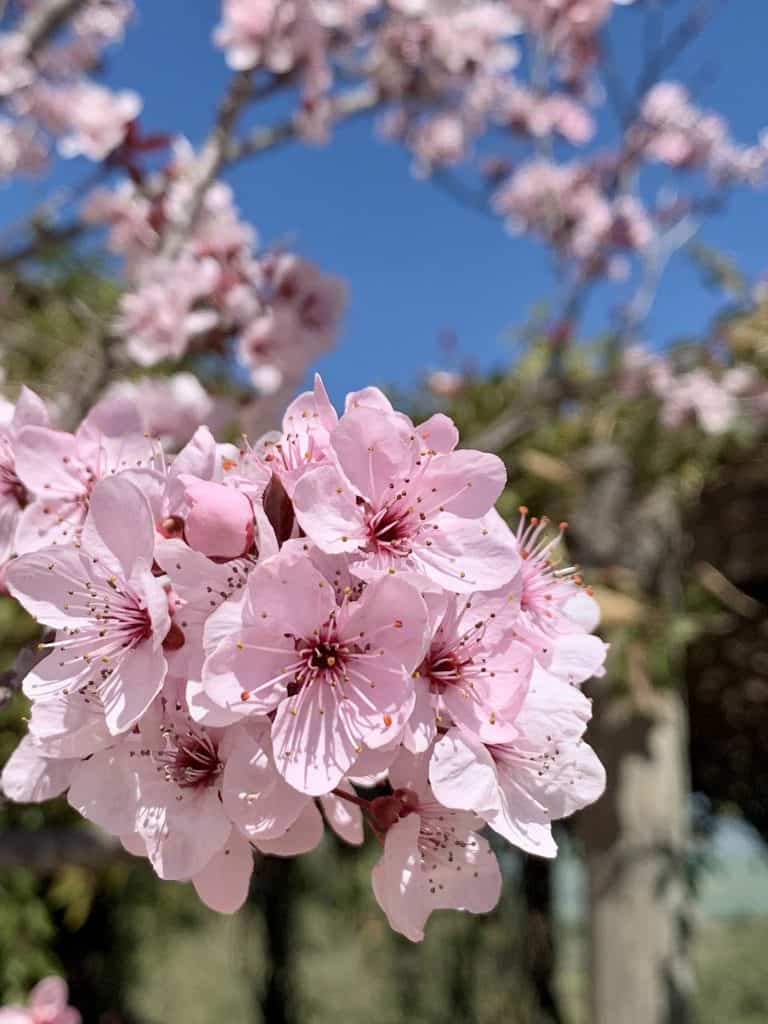 Blossoms on a tree