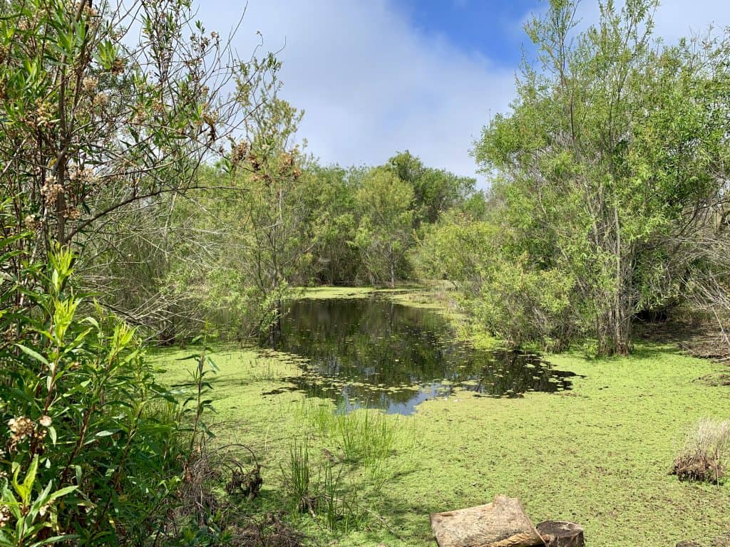 Madrona Marsh, Torrance