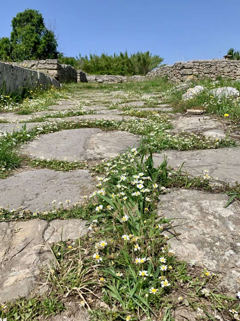 cobblestone path with flowers taken from a low angle