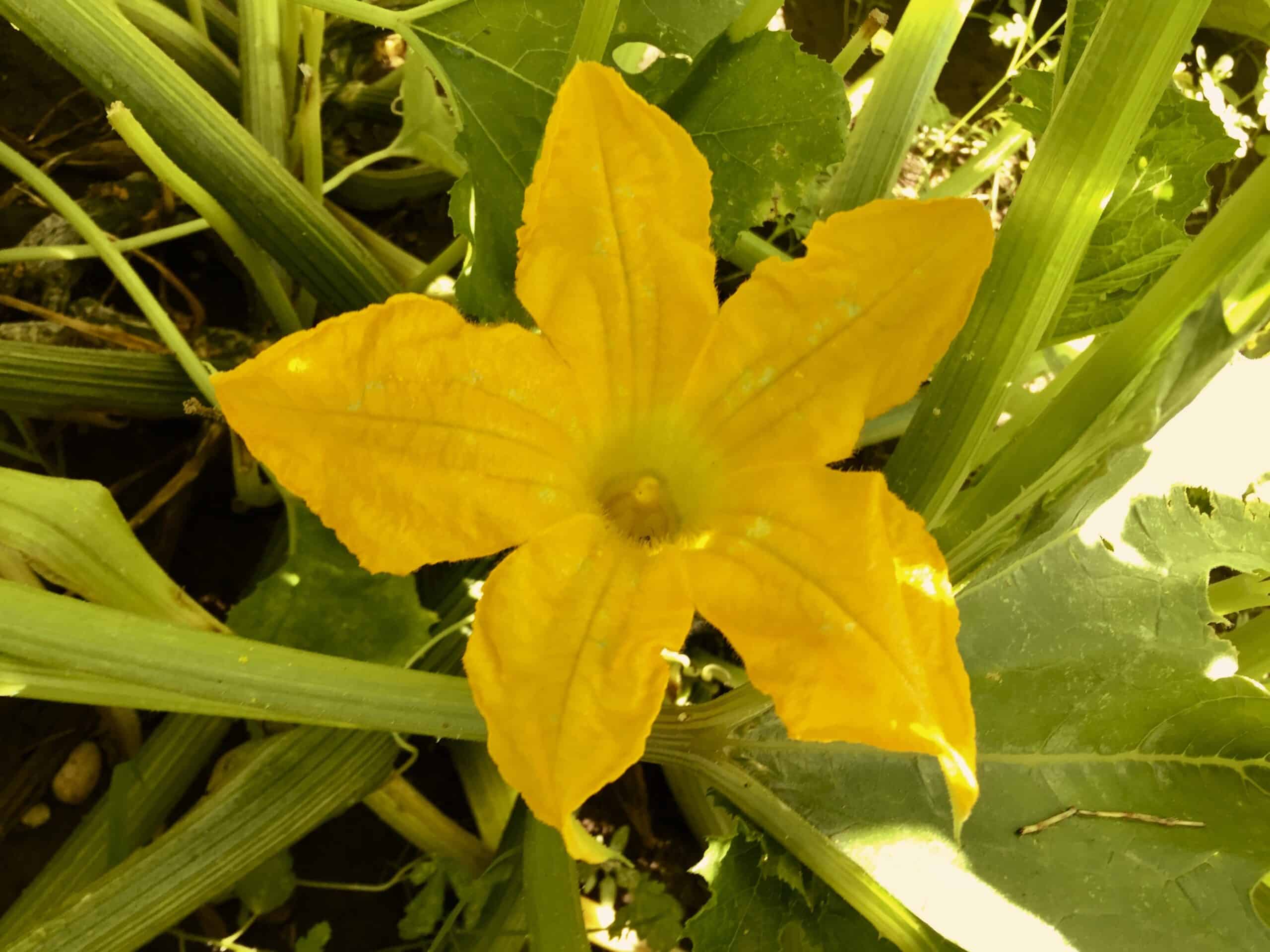 zucchini flower on the plant