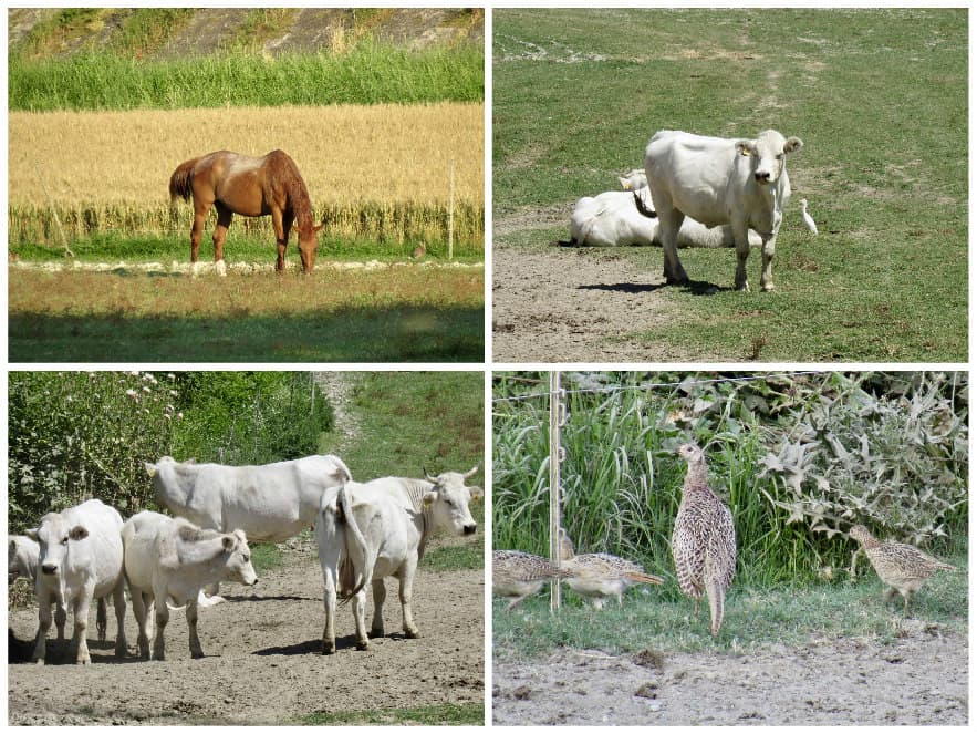 animals at antica corte pallavicina