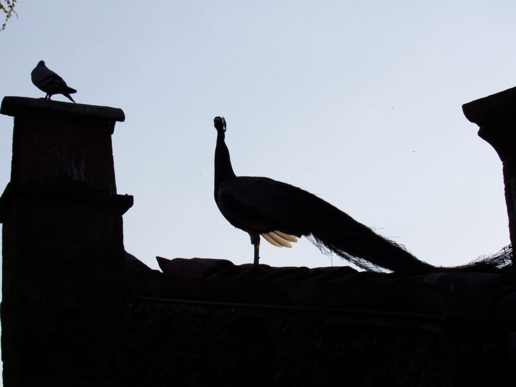 peacock silhouette