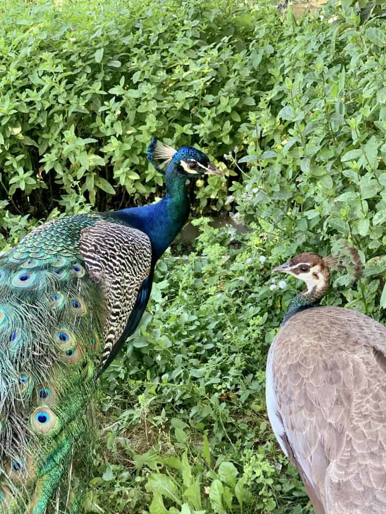 Peacock and peahen